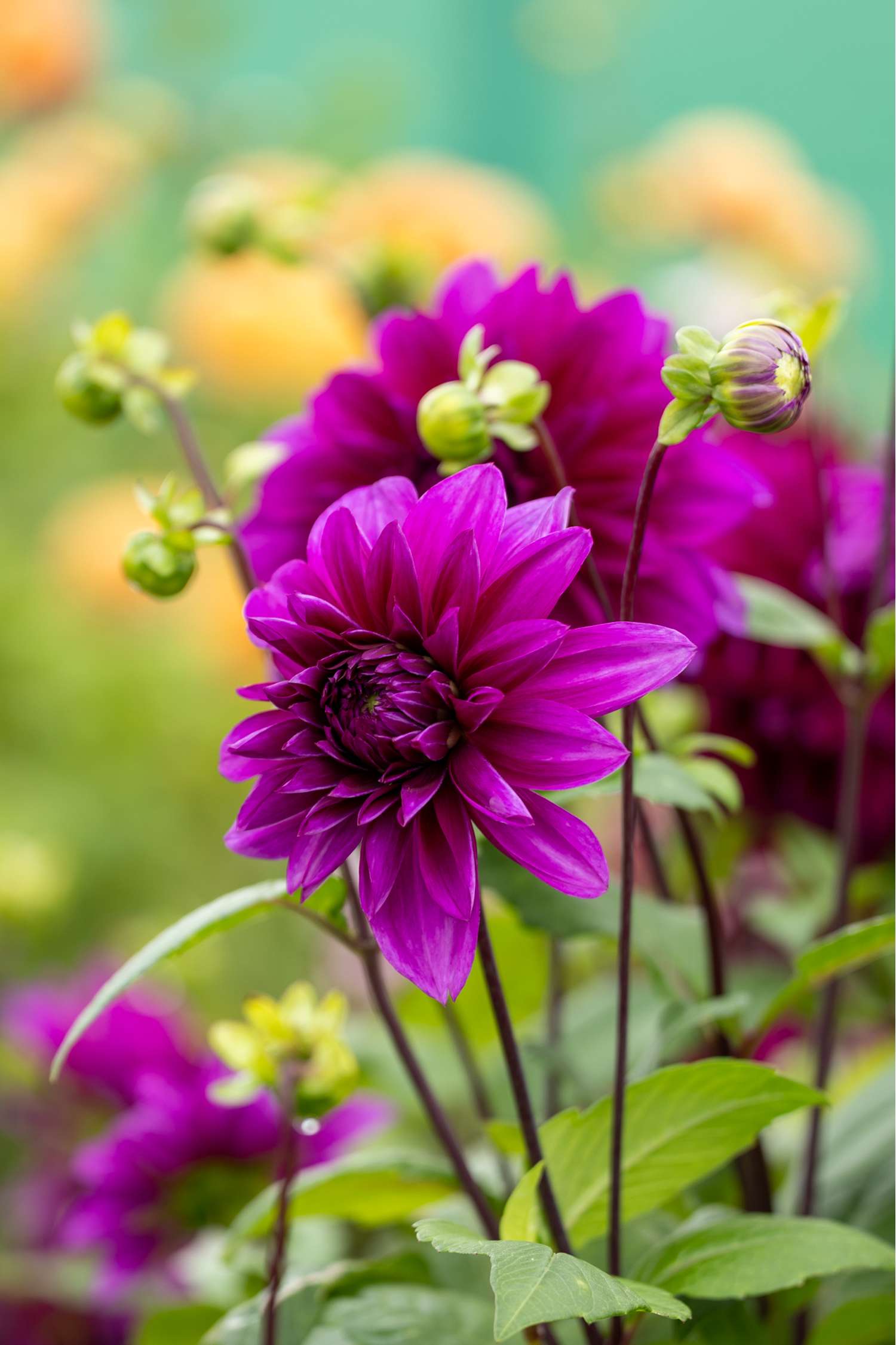 Daalia 'Thomas A. Edison'